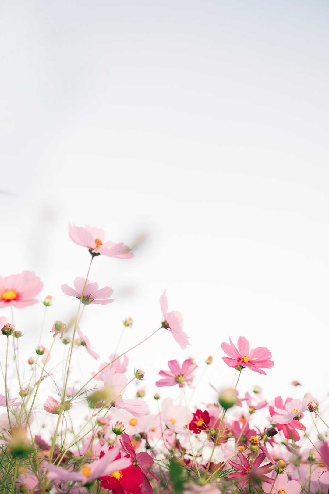 Fleurs de CBD : Découvrez les Bienfaits de cette Plante Médicinale